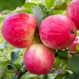 Саджанці яблуні "Рожевий налив"