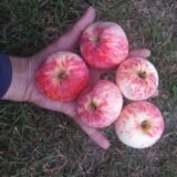 Саджанці яблуні "Рожевий налив" - Зображення 2