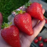 Саджанці полуниці "Азія", раньо-середній сорт(10 шт.)