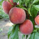 Саджанці персика "Рубі Принц" (середньоспілий сорт) - Зображення 2