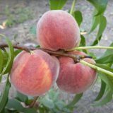 Саджанці персика "Рубі Принц" (середньоспілий сорт)