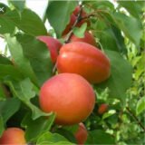 Саджанці абрикосу "Lady Cot"(Леді Кот) (раньоспілий сорт)