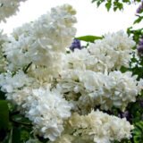 Саджанці бузку білого махрового "Пам'ять про Колеснікова" (щеплений)