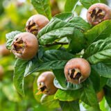 Саджанці  мушмули "Ноттінгем" (крупноплідна)