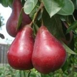 Саджанці груші "Старкримсон"