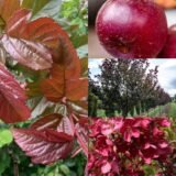 Саджанці яблуні торінго "Скарлет"