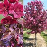 Саджанці яблуні декоративної "Хелена"