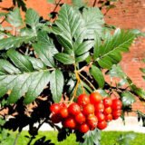 Саджанці горобини дуболистої