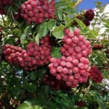 Саджанці горобини "Гранатна"