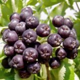 Саджанці горобини "Лікерна"