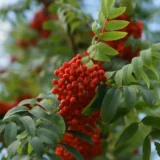 Саджанці червоної горобини "Кримська"