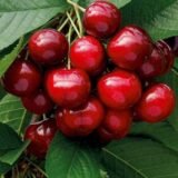 Саджанці черешні "Майка" (раньоспілий сорт)