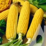 Веракрус  F1 насіння кукурудзи суперсолодкої 10шт - Зображення 2