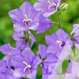 Дзвоник Cоборні дзвони 0,2 г. Hem Zaden BV, Нідерланди - Зображення 2