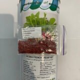 Редис Французький сніданок, 5 г. (Власне фасування з оригінального упакування). - Зображення 2