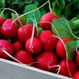 Редис Скарлет 5 г. (Власне фасування з оригінального упакування).