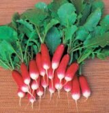 Редис Французький сніданок, 5 г. (Власне фасування з оригінального упакування).