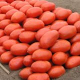 Томат Інкас F1, 20 шт. (Власне фасування з оригінального упакування), (Nunhems).