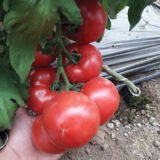 Томат Пінк Імпрешн F1 10 шт. (Власне фасування з оригінального упакування), (Sakata).