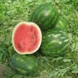 Кавун Міракл F1, 10 шт. (Власне фасування з оригінального упакування), (Hazera).