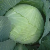 Капуста білоголова Ладора, 5 г. (Власне фасування з оригінального упакування), (Satimex).