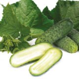 Огірок Караоке F1, 10 шт. (Власне фасування з оригінального упакування), (Rijk Zwaan).