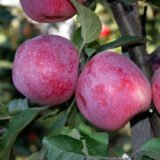 Саджанці яблуні "Флоріна"