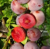 Саджанці диплоїдної сливи "Санта Роза" (середньо-ранній сорт)