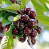 Саджанці черешні "Самба" (середньоспілий сорт)