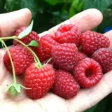 Малина "Каскад Делайт" (середньостигла)