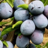 Саджанці сливи "Ненька" (раньоспілий сорт)