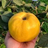 Саджанці айви "Марія" (середньостиглий сорт)