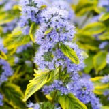 Саджанці  Каріоптерісу варієгатного Summer Sorbet