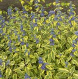 Саджанці  Каріоптерісу варієгатного Summer Sorbet - Зображення 2