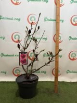 Магнолія ‘Genie’, Голандія Н - 0,6-0,8 м,  С 5 - Зображення 3