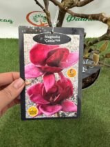 Магнолія ‘Genie’, Голандія Н - 0,6-0,8 м,  С 5 - Зображення 4