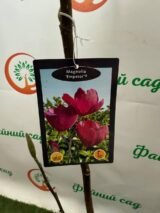 Магнолія 'Emperor', Голандія Н - 1,2-1,4 м С 5 - Зображення 4