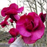 Магнолія 'Emperor', Голандія Н - 1,2-1,4 м С 5