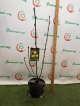 Магнолія ‘Yellow Bird’, Голандія Н - 1,2 - 1,4 м, С 5 - Зображення 3