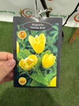 Магнолія ‘Yellow Bird’, Голандія Н - 1,2 - 1,4 м, С 5 - Зображення 4