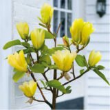 Магнолія ‘Yellow River’, Н - 1 м - 1,2 м