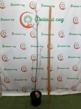 Магнолия "Nigra" Н 1,7 м-1,8 м - Зображення 3