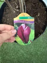 Магнолия "Nigra" Н 1,7 м-1,8 м - Зображення 4