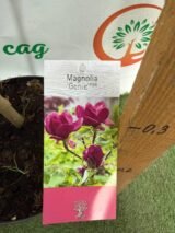 Магнолія ‘Genie’, Н - 1,2-1,4 м - Зображення 2