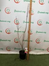 Магнолія ‘Genie’, Н - 1,2-1,4 м - Зображення 3