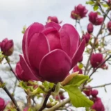 Магнолія ‘Genie’, Н - 1,2-1,4 м