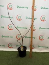 Магнолія ‘Yellow River’, Н - 1 м - 1,2 м - Зображення 2