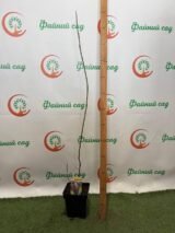 Магнолия "Nigra" Н 1 м-1,2 м - Зображення 2