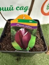 Магнолия "Nigra" Н 1 м-1,2 м - Зображення 3