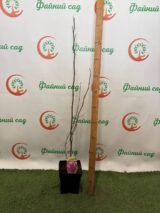 Магнолія ‘Susan’ Н 1 м - 1,2 м - Зображення 2